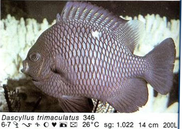 Dascyllus trimaculatys